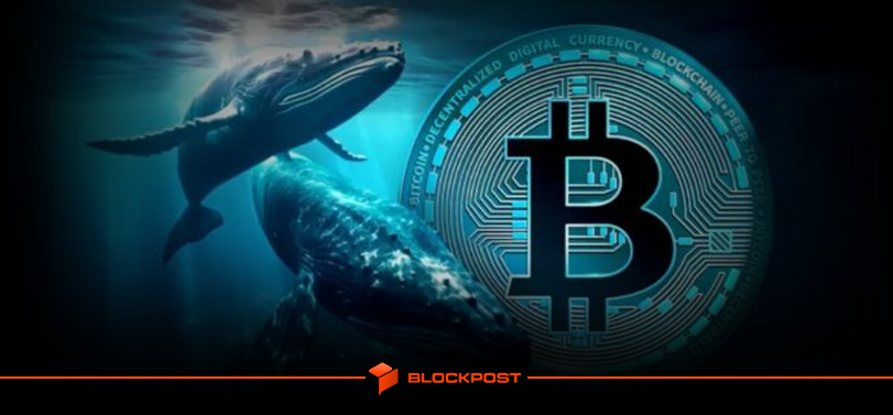 افزایش تعداد کیف پول های نهنگ بیت کوین| آیا رشد BTC نزدیک است؟