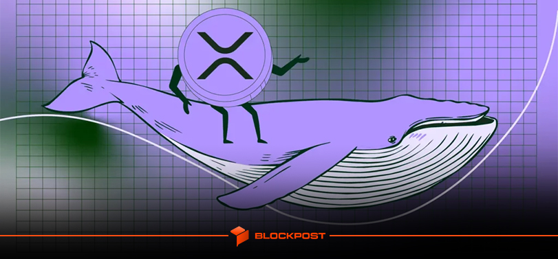 سقوط قیمت ریپل (XRP) تا ۲.۴ دلار؛ آیا نهنگ ها در کف قیمتی مشغول خرید هستند؟